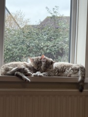 Am I doing something wrong with pets4homes?