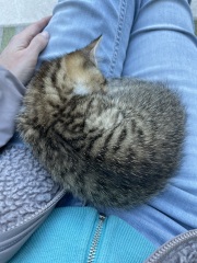 Look at new rescue kitten!