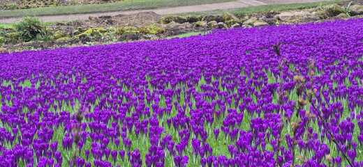 Year round Nigel Slater discussion thread - Part 3