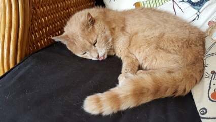 Show me your old cats.