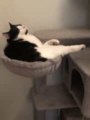 Thanks for the cat photos!