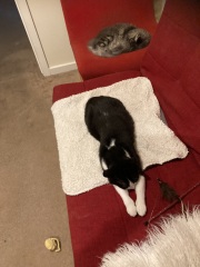 Carry On Catting - the Excellent Cats do what they do best