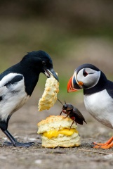 The Bluestocking - Best Pub on the Internet