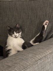 Thanks for the cat photos!