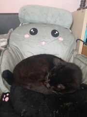 Carry On Catting - the Excellent Cats do what they do best