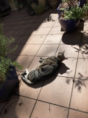 Carry On Catting - the Excellent Cats do what they do best