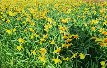 Year round Nigel Slater discussion thread - Part 3