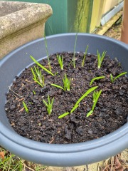 Tulip bulbs - plant BEFORE or AFTER the first frost?