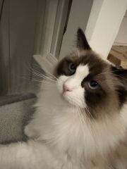 Curled/Bent Whiskers?