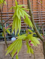 What have you done in the garden today? Part 8