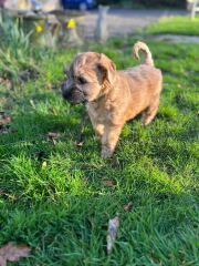 Moving forward with Wheaten Terrier living in the countryside