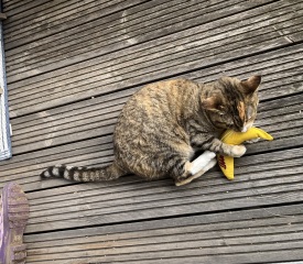 Carry On Catting - the Excellent Cats do what they do best