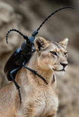 The Bluestocking - Best Pub on the Internet