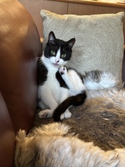 Carry On Catting - the Excellent Cats do what they do best