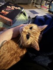 Carry On Catting - the Excellent Cats do what they do best