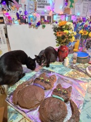 Thanks for the cat photos!