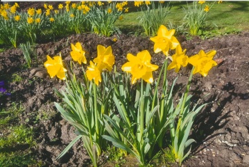 Can anyone ID these typical Surrey daffodils?