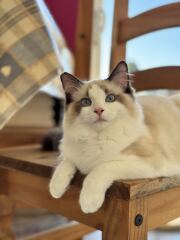 Thanks for the cat photos!