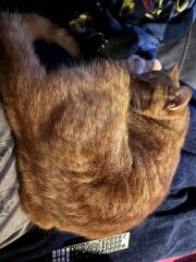 Carry On Catting - the Excellent Cats do what they do best