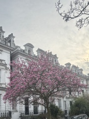 Where’s the best place in London to see cherry tree blossom today ?