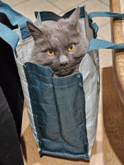 Carry On Catting - the Excellent Cats do what they do best