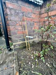 Tell me if this clematis I’ve planted looks right