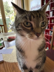 Carry On Catting - the Excellent Cats do what they do best