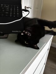 Cats with thumbs!