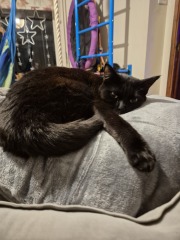 Thanks for the cat photos!