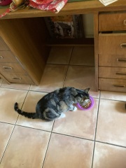 Carry On Catting - the Excellent Cats do what they do best