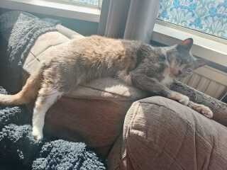 Carry On Catting - the Excellent Cats do what they do best