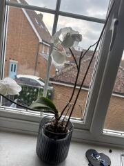 What do I do with my orchid??