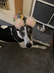 Any advice on breeds?
