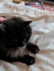 Carry On Catting - the Excellent Cats do what they do best