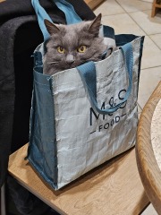 Carry On Catting - the Excellent Cats do what they do best