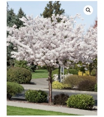 What have you done in the garden today? Part 8