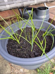Tulip bulbs - plant BEFORE or AFTER the first frost?