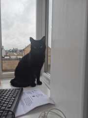 Thanks for the cat photos!
