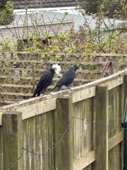 Year round Nigel Slater discussion thread - Part 3