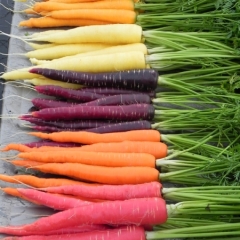 Fruit and veg growing for beginner!