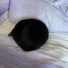 Thread 46 Starmer: Meloj kaj kastoroj sur monbiletoj, arbaro de kolero