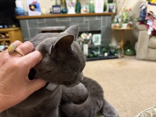 Carry On Catting - the Excellent Cats do what they do best