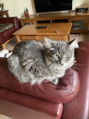 Carry On Catting - the Excellent Cats do what they do best