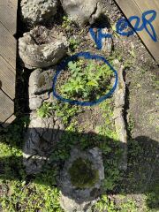 Ideas for a low water spot