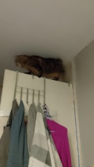 To ask, what are your pets’ most annoying habits?