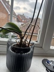 What do I do with my orchid??