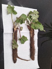 Can anyone identify these plants before my son tries to eat them?