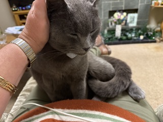 Carry On Catting - the Excellent Cats do what they do best