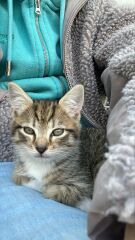 Look at new rescue kitten!