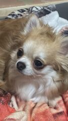 Really don't like dogs being in virtually every cafe now